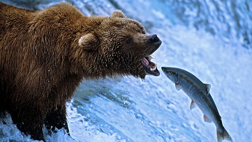 BBC Salmon run BBC Salmon Run film