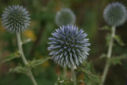 echinops