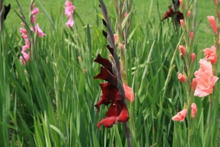 gladioli