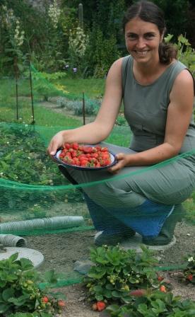 Strawberry Harvest