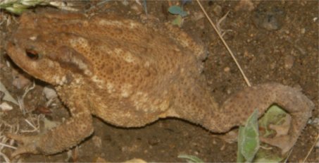 Toad